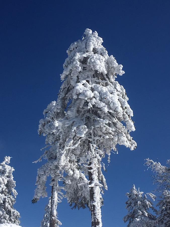 Concordia Harzapart Braunlage Exterior foto